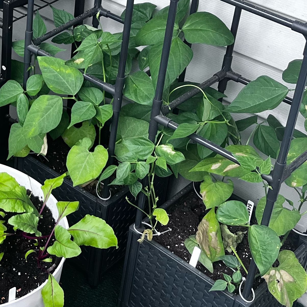 Photo of the plant species Green Beans by @ZingApple41 named Thelma & Louise on Greg, the plant care app