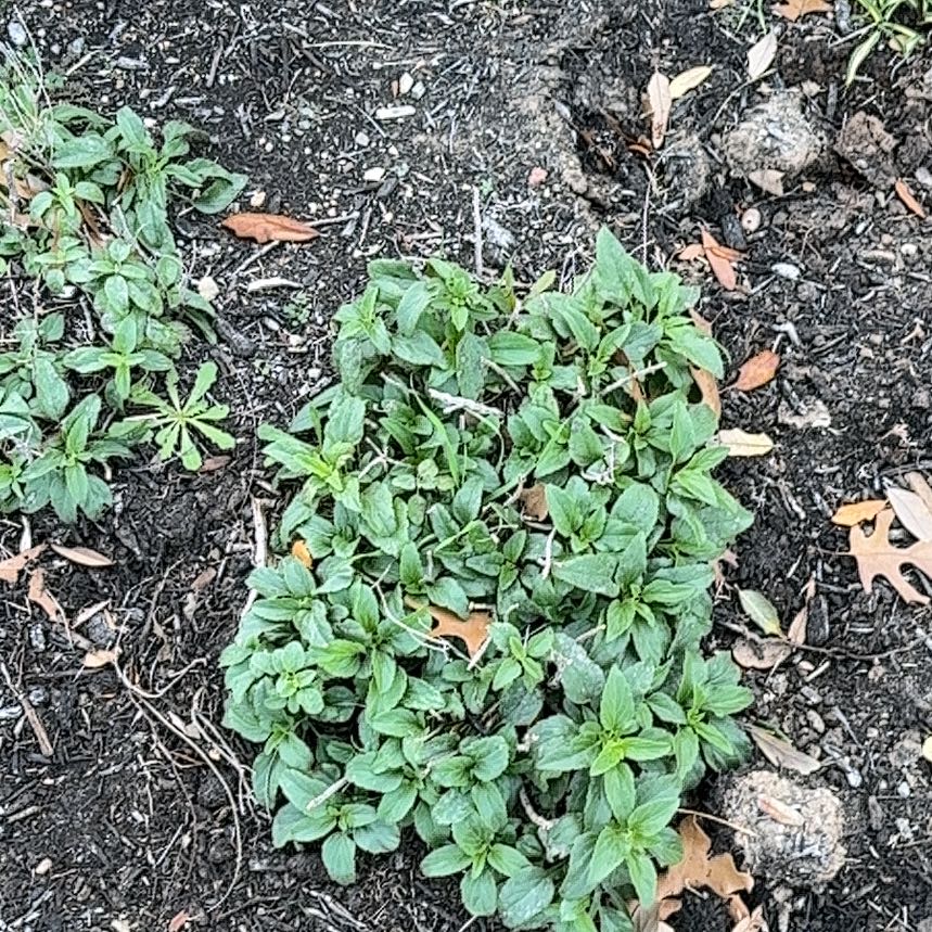 Photo of the plant species Seaside Daisy by @LaudableTarbush named Sherlock on Greg, the plant care app