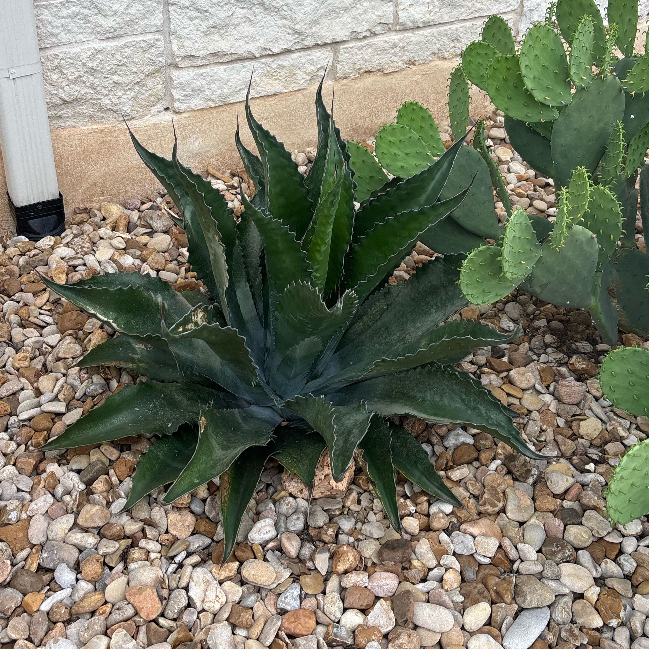 Photo of the plant species Whale Tongue Agava by @LaudableTarbush named Clooney on Greg, the plant care app