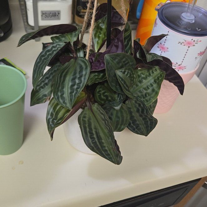 Photo of the plant species Jungle diva 'Roxie' by @TryFeverfew98 named Coco on Greg, the plant care app