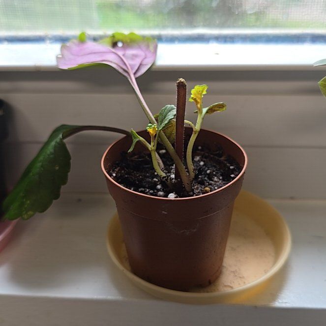 Photo of the plant species Swedish Ivy by @AliveRedlion11 named Kesha on Greg, the plant care app