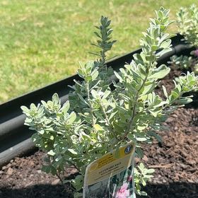 Photo of the plant species Texas Sage by @FerventPlanty20 named Orwell on Greg, the plant care app