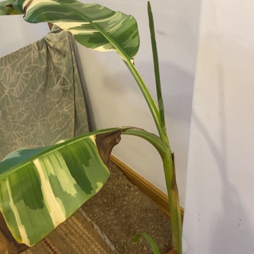 Photo of the plant species Florida Variegated Banana by @ExcellentKoa48 named Eva on Greg, the plant care app