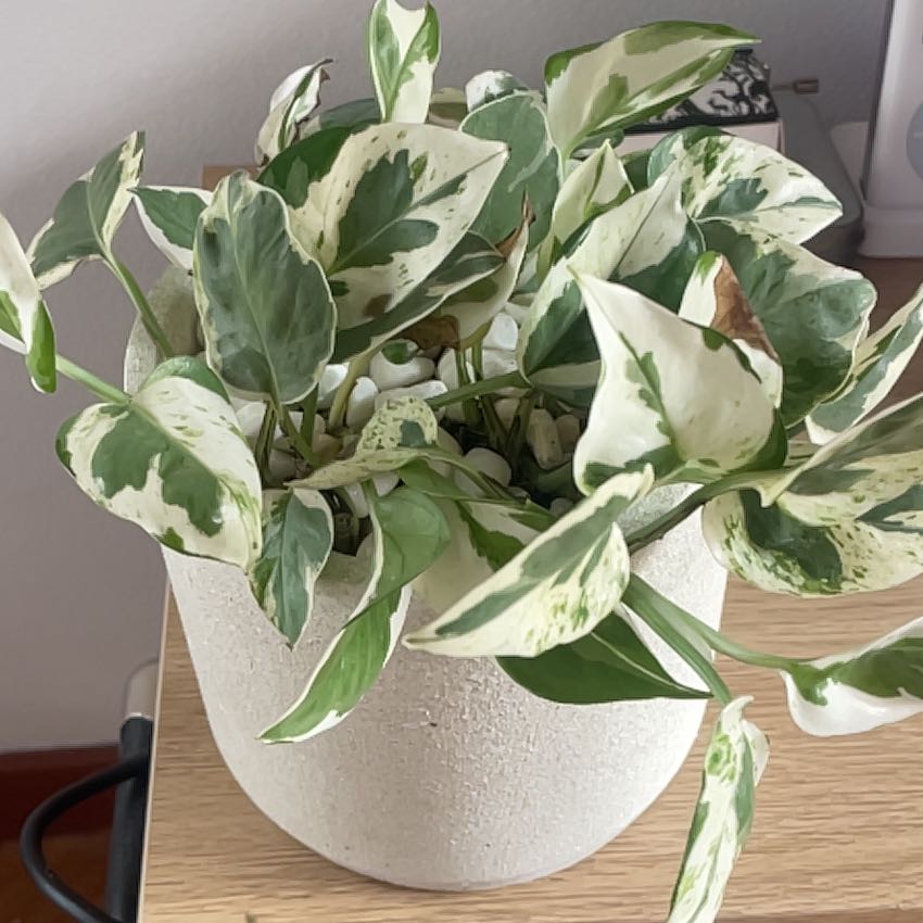 Harry Pothos