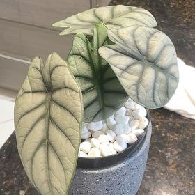 Dr. ChloroPhil