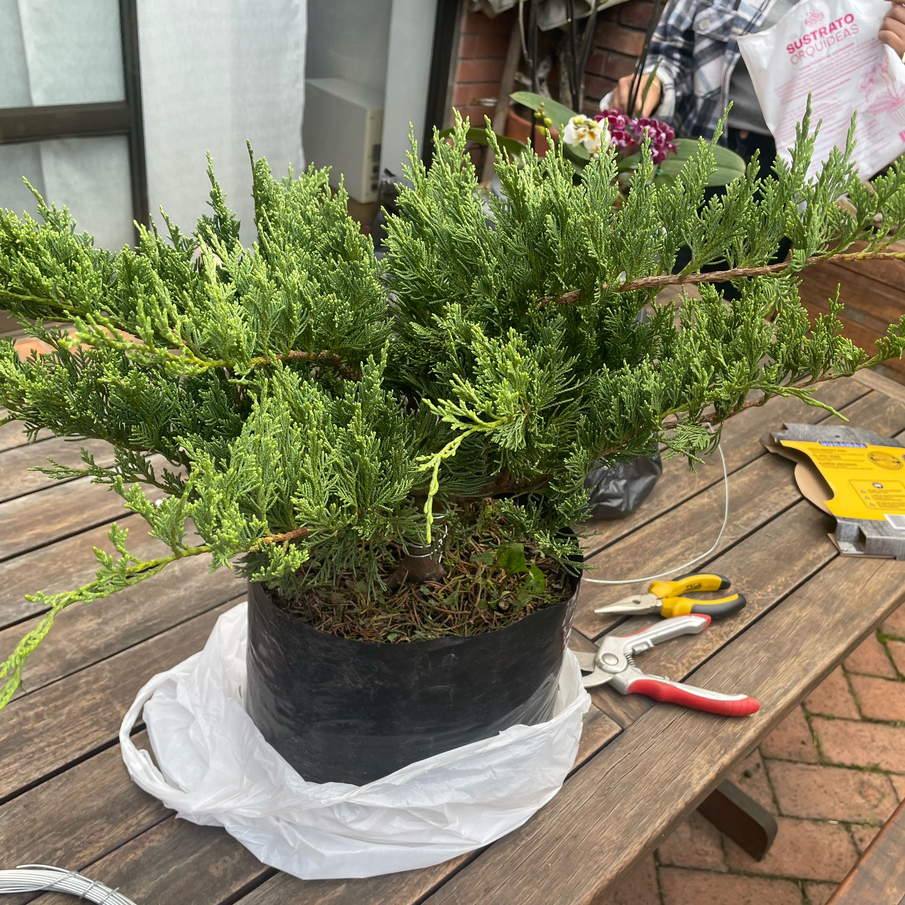 Morgan Treeman