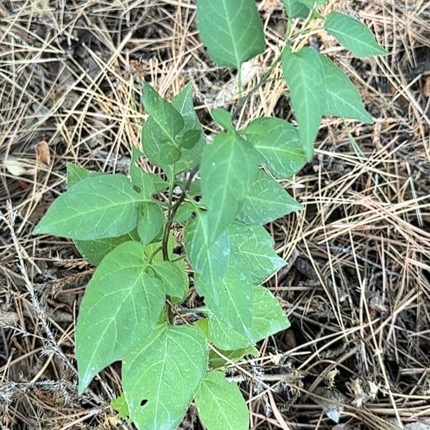 Photo of the plant species Bittersweet by @VibrantCactus named Terra on Greg, the plant care app