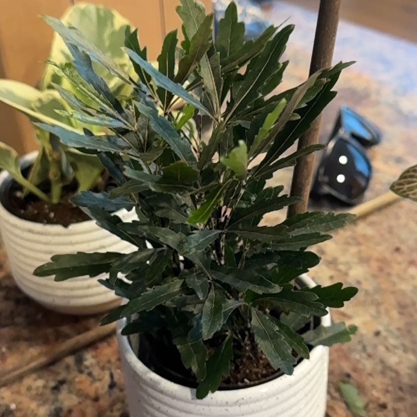 Photo of the plant species False Aralia by @GemPokaka62 named Fernie Mercury on Greg, the plant care app