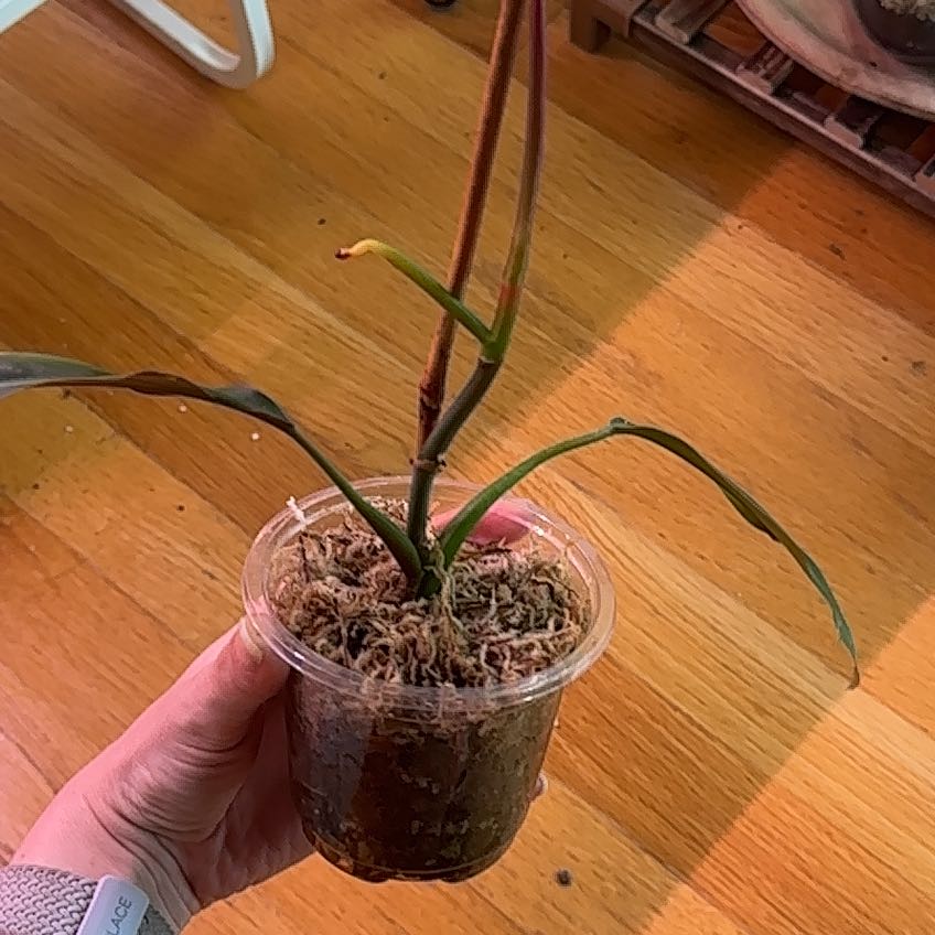 Photo of the plant species Philodendron bicolor by @Abinanana named Doja on Greg, the plant care app
