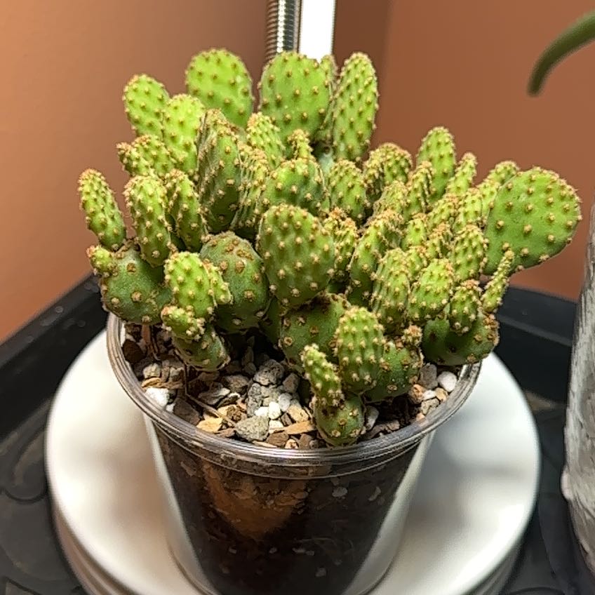 Photo of the plant species Mini Cinnamon Cactus by @Abinanana named Elina on Greg, the plant care app