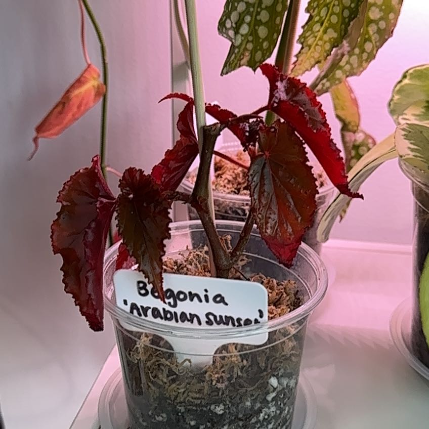 Photo of the plant species Begonia by @Abinanana named Ulysses S Plant on Greg, the plant care app