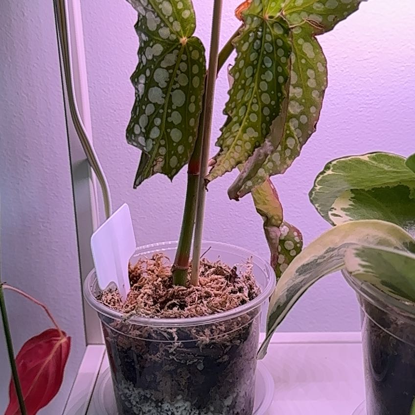 Photo of the plant species Begonia 'Wings Double Dot' by @Abinanana named James Dean on Greg, the plant care app