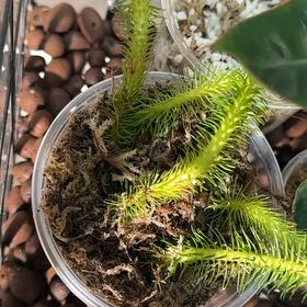 Photo of the plant species Rock Tassel Fern by @Abinanana named Peter Parker on Greg, the plant care app