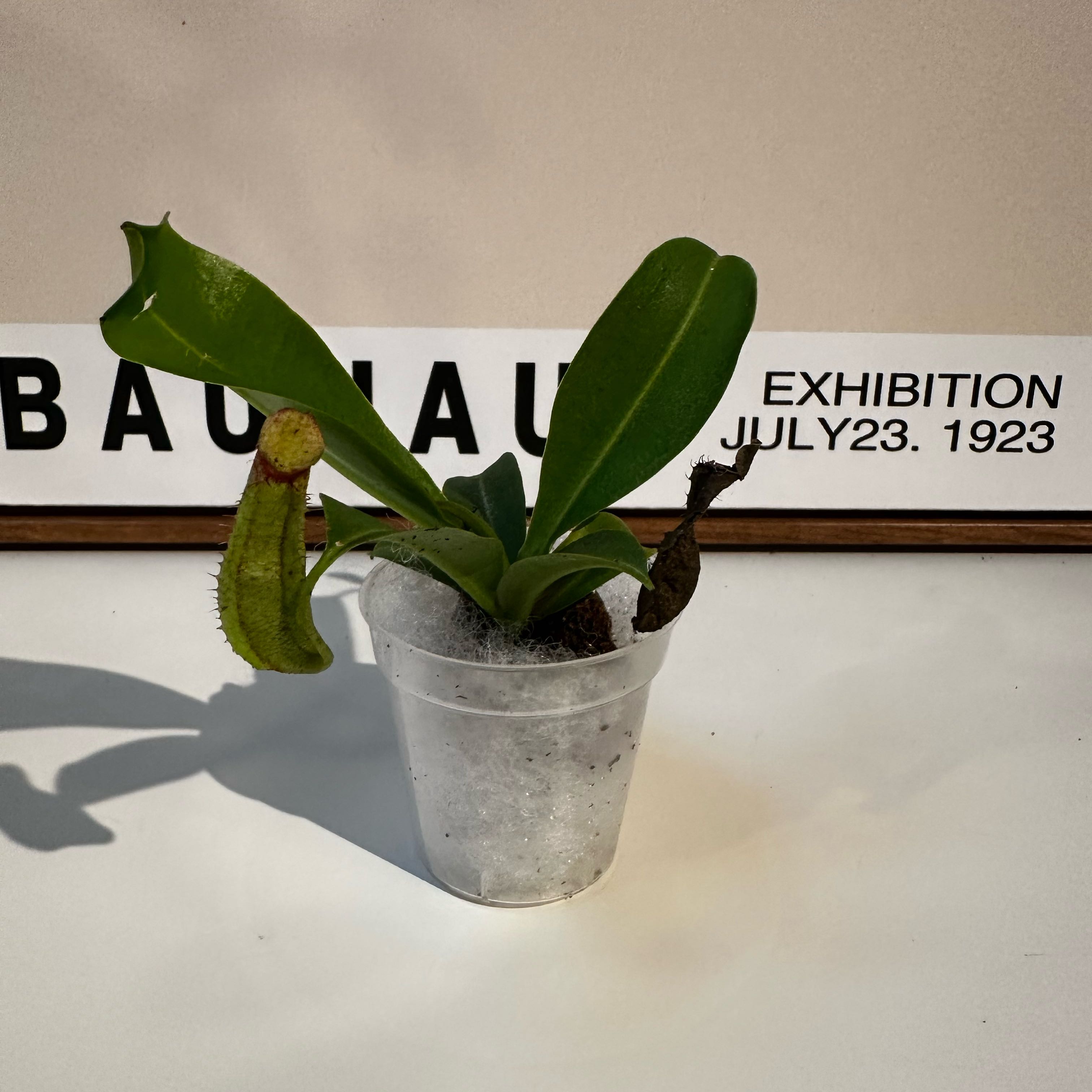 Photo of the plant species monkey cup by @Abinanana named Oscar on Greg, the plant care app