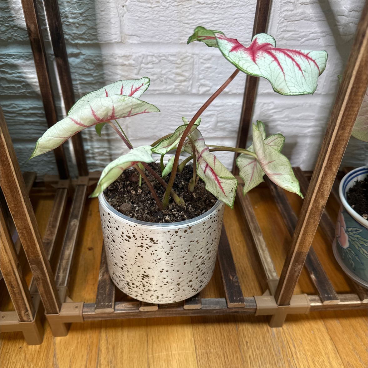 Photo of the plant species Fiesta Caladium by @Abinanana named Tamale on Greg, the plant care app
