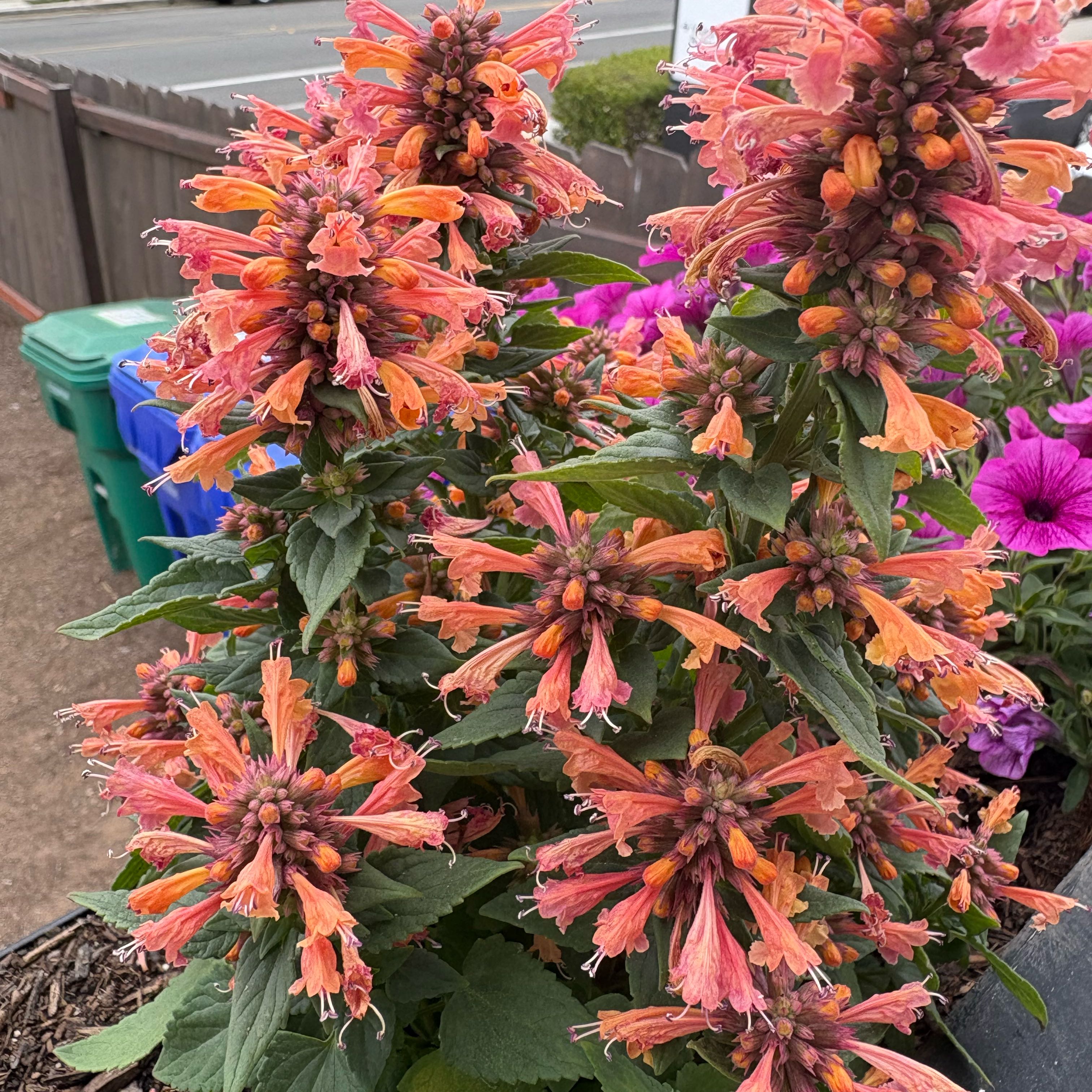 Photo of the plant species Tango Hummingbird Mint by @AdonicBonsai72 named ChloroPhil on Greg, the plant care app