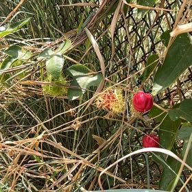 Photo of the plant species Fringed Passionflower by @LovablyLlavea83 named Beyonce on Greg, the plant care app