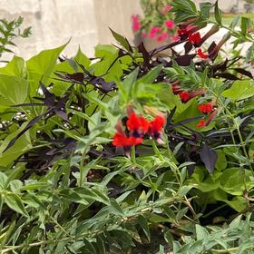 Photo of the plant species Cuphea by @LovablyLlavea83 named Sherlock on Greg, the plant care app