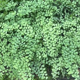 Photo of the plant species Valley Mist Fern by @LovablyLlavea83 named Bigleef Smalls on Greg, the plant care app