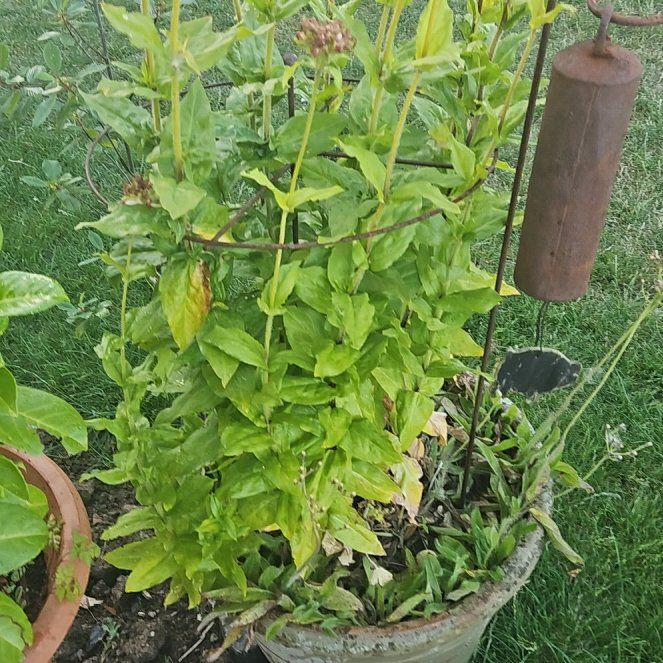 Photo of the plant species Maltese Cross by @GreatLeucophyta named Rosa on Greg, the plant care app