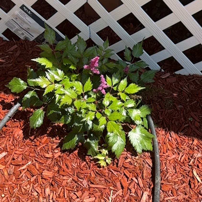 Photo of the plant species Astible by @ClassyEagleclaw named Sigmund on Greg, the plant care app