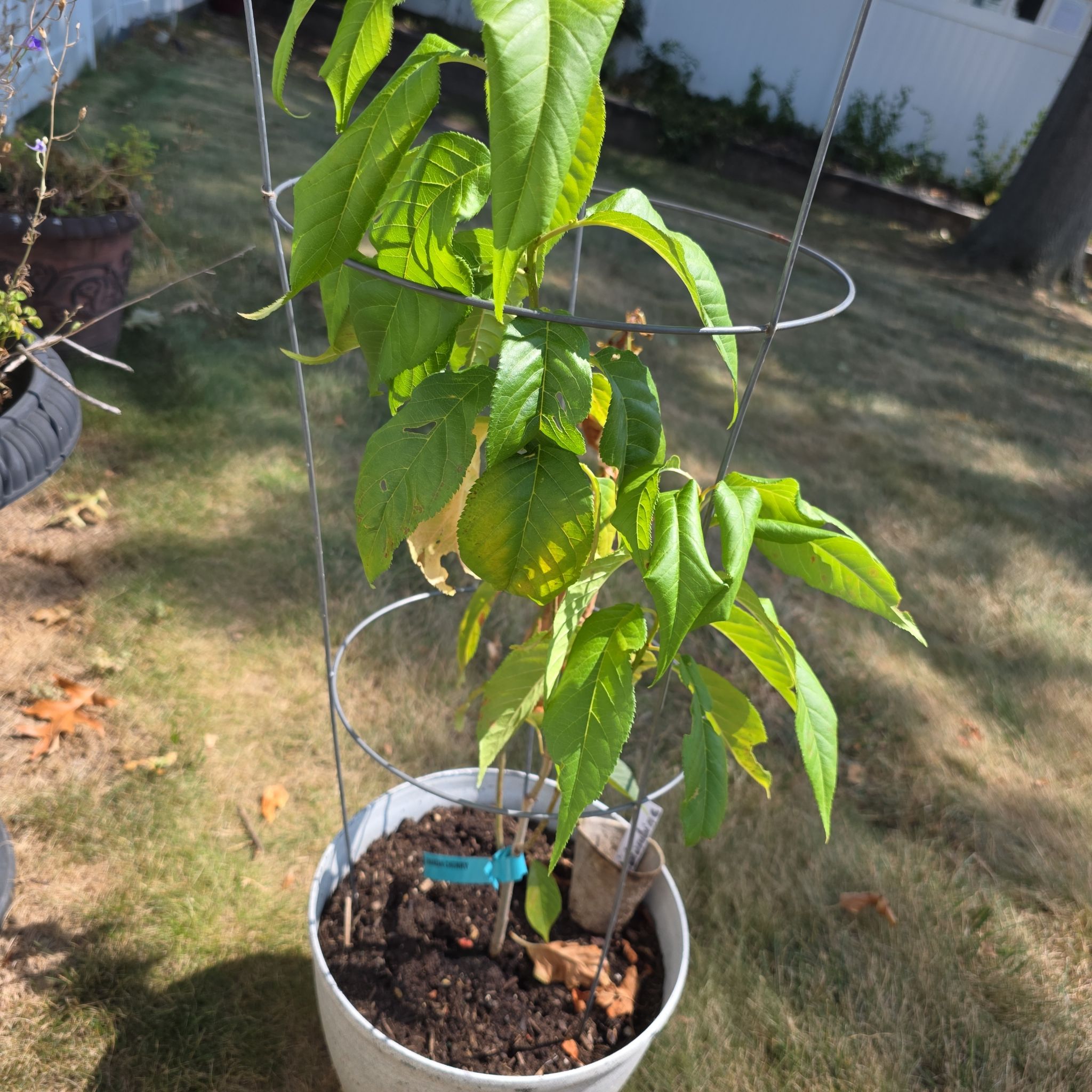 Photo of the plant species Double Cherry Blossom by @HotSucc52 named Queen on Greg, the plant care app
