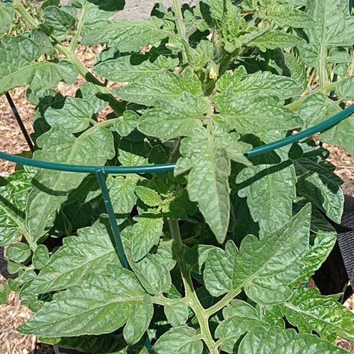 Photo of the plant species Husky Cherry Red Tomato by @KinglyJicaro90 named Delilah on Greg, the plant care app