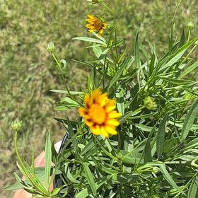 Photo of the plant species Coreopsis 'Lil Bang' by @FullChervil47 named Khaleesi on Greg, the plant care app