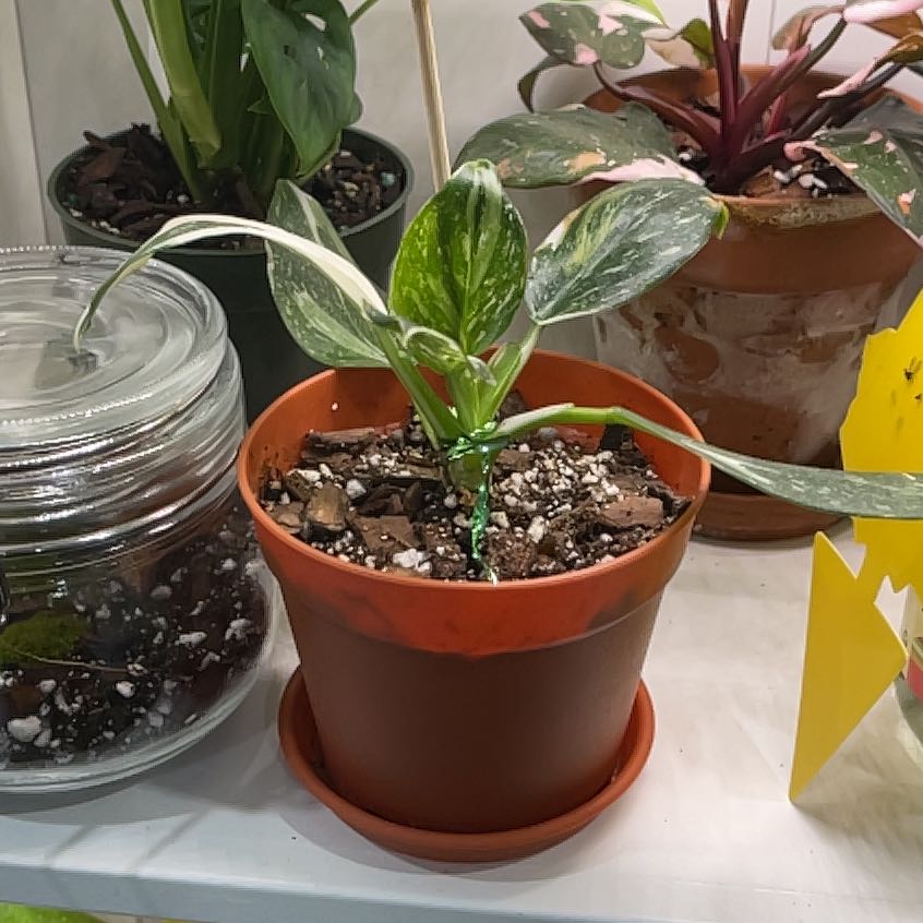 Photo of the plant species Philodendron 'White Wizard' by @LebernJermes named Sahara on Greg, the plant care app
