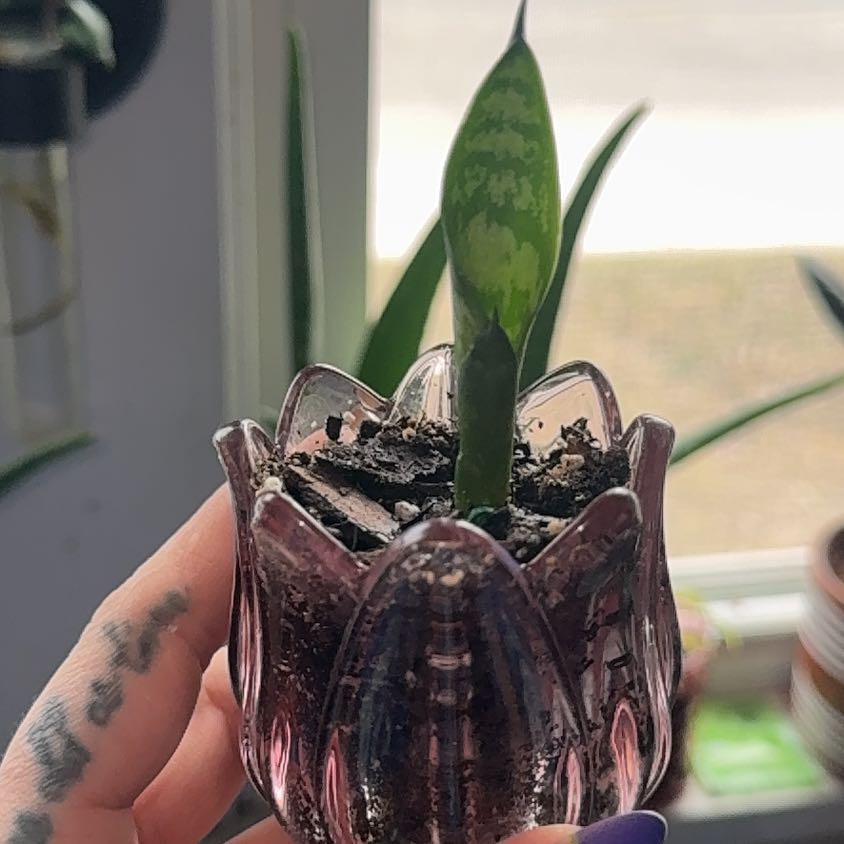 Photo of the plant species Jaboa Sansevieria by @ElDemonioGato named Ronaldo on Greg, the plant care app