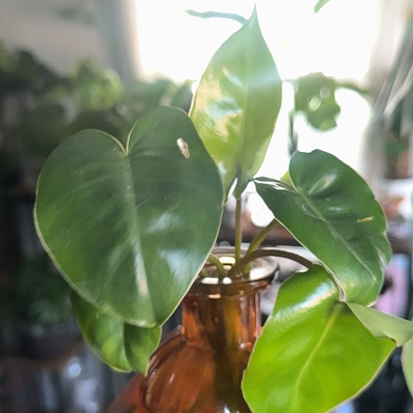 Photo of the plant species Homalomena Maggy by @ElDemonioGato named Meridia on Greg, the plant care app