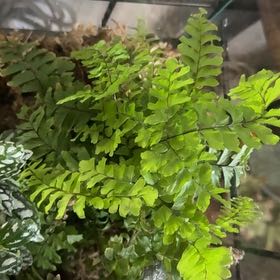 Photo of the plant species Northern Maidenhair Fern by @ElDemonioGato named Queen on Greg, the plant care app