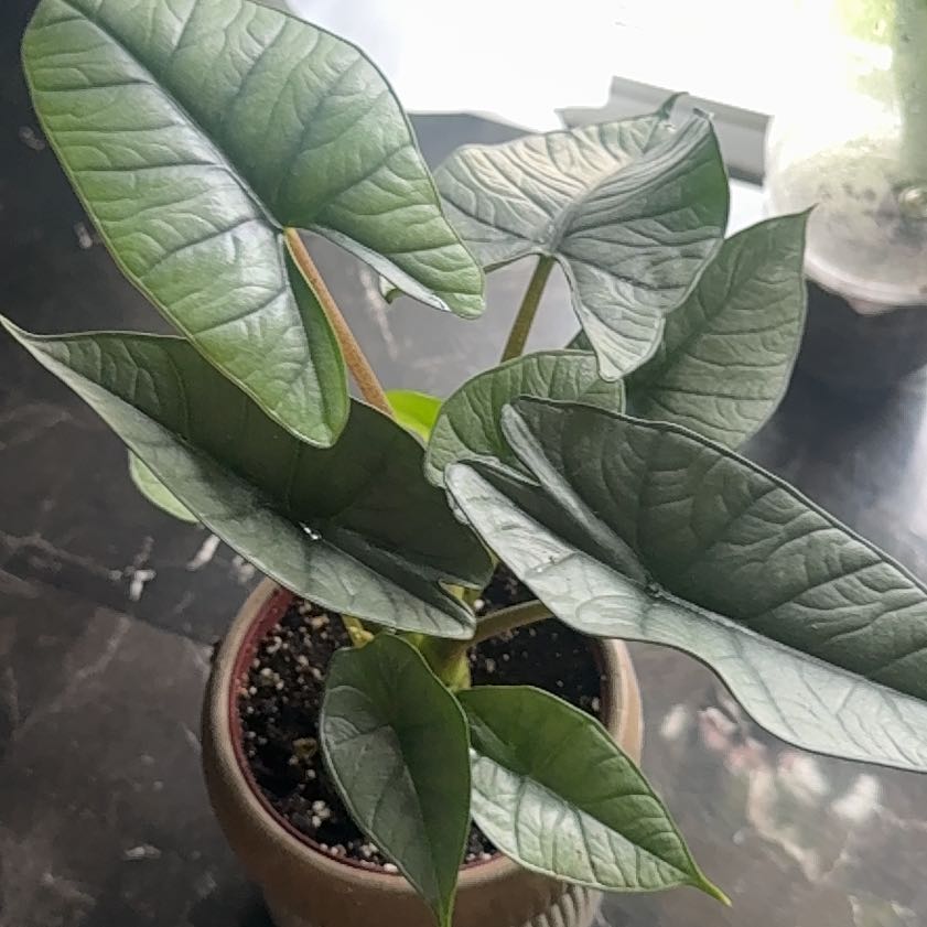 Photo of the plant species Alocasia Platinum by @ElDemonioGato named Luna on Greg, the plant care app