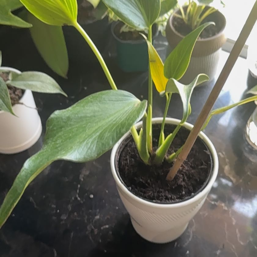 Photo of the plant species Monstera Burle Marx Flame by @ElDemonioGato named Galo De Lion on Greg, the plant care app