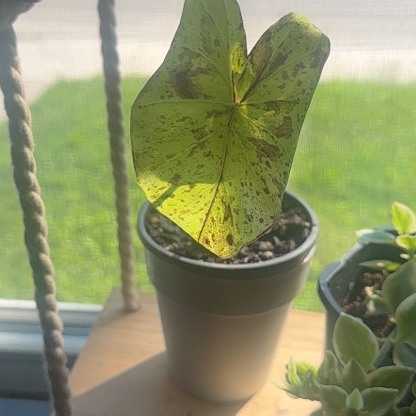 Photo of the plant species Taro 'Mojito' by @ElDemonioGato named Takashi on Greg, the plant care app