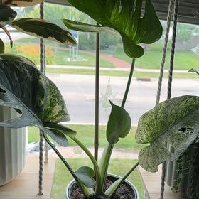 Photo of the plant species Monstera 'White Monster' by @ElDemonioGato named Surya on Greg, the plant care app