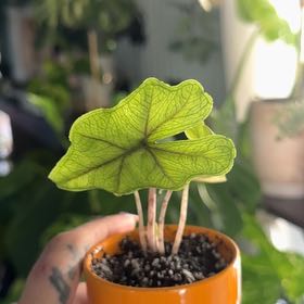 Photo of the plant species Alocasia 'Jacklyn' by @ElDemonioGato named Jackie on Greg, the plant care app