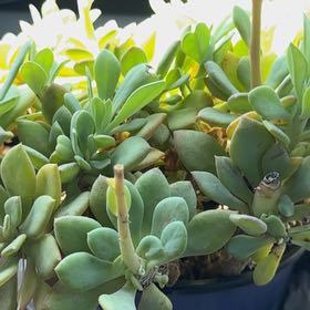 Photo of the plant species Rock Purslane Calandrinia spectabilis by @WiredAgarito23 named Lola on Greg, the plant care app