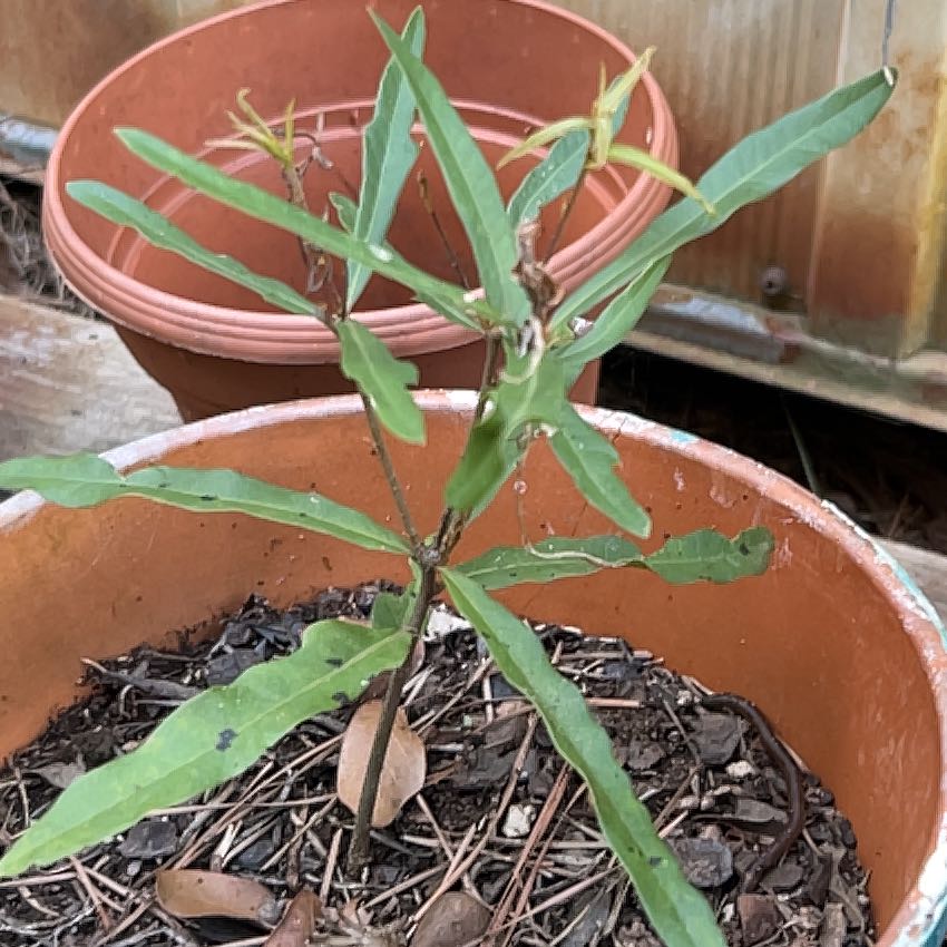 Photo of the plant species Swamp Morning Glory by @ElChingon69 named Gregarious on Greg, the plant care app