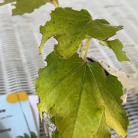 Photo of the plant species White Poplar by @AdmiredPlanty43 named Messi on Greg, the plant care app