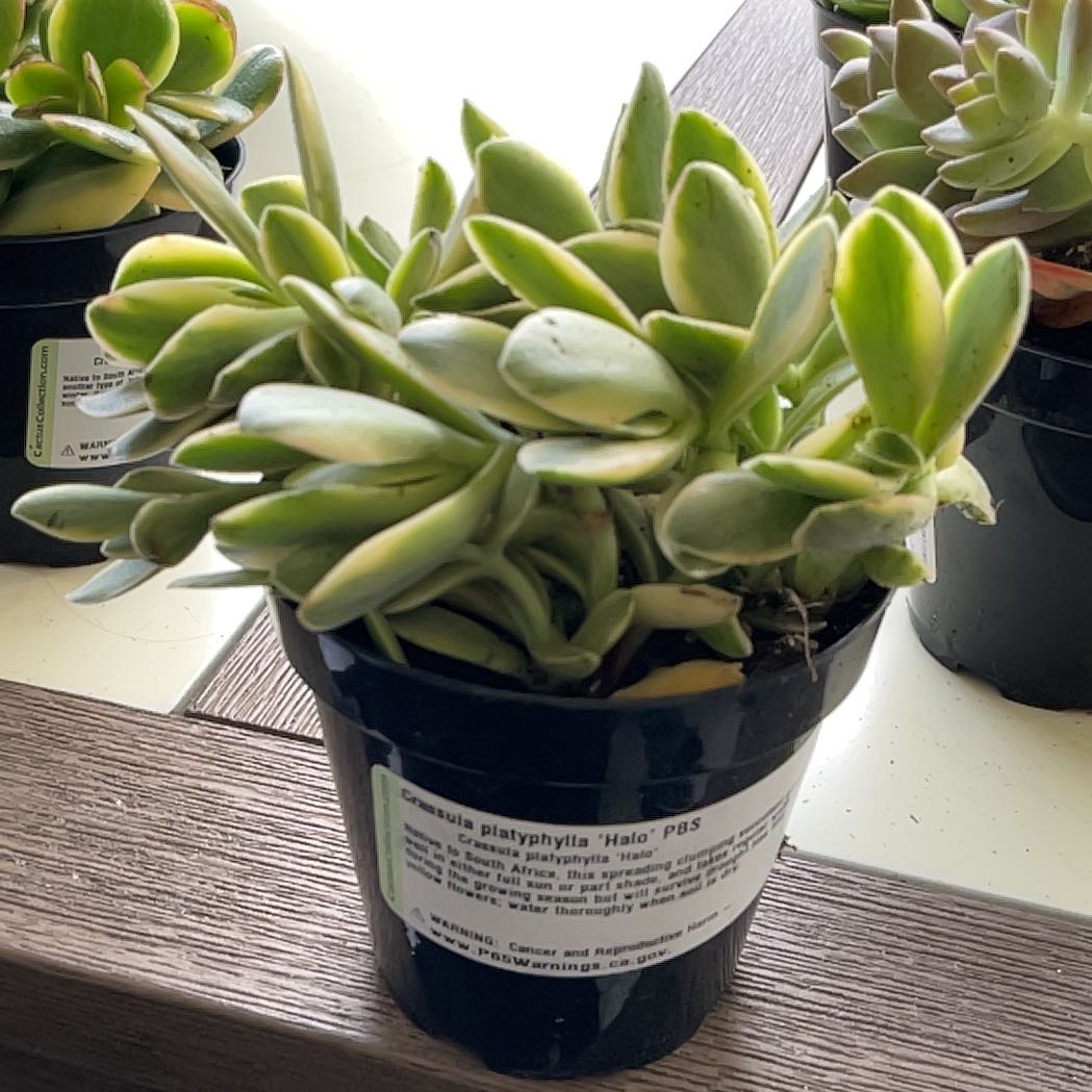 Photo of the plant species Variegated Crassula platyphylla by @ZanySilkvine38 named Marilyn on Greg, the plant care app