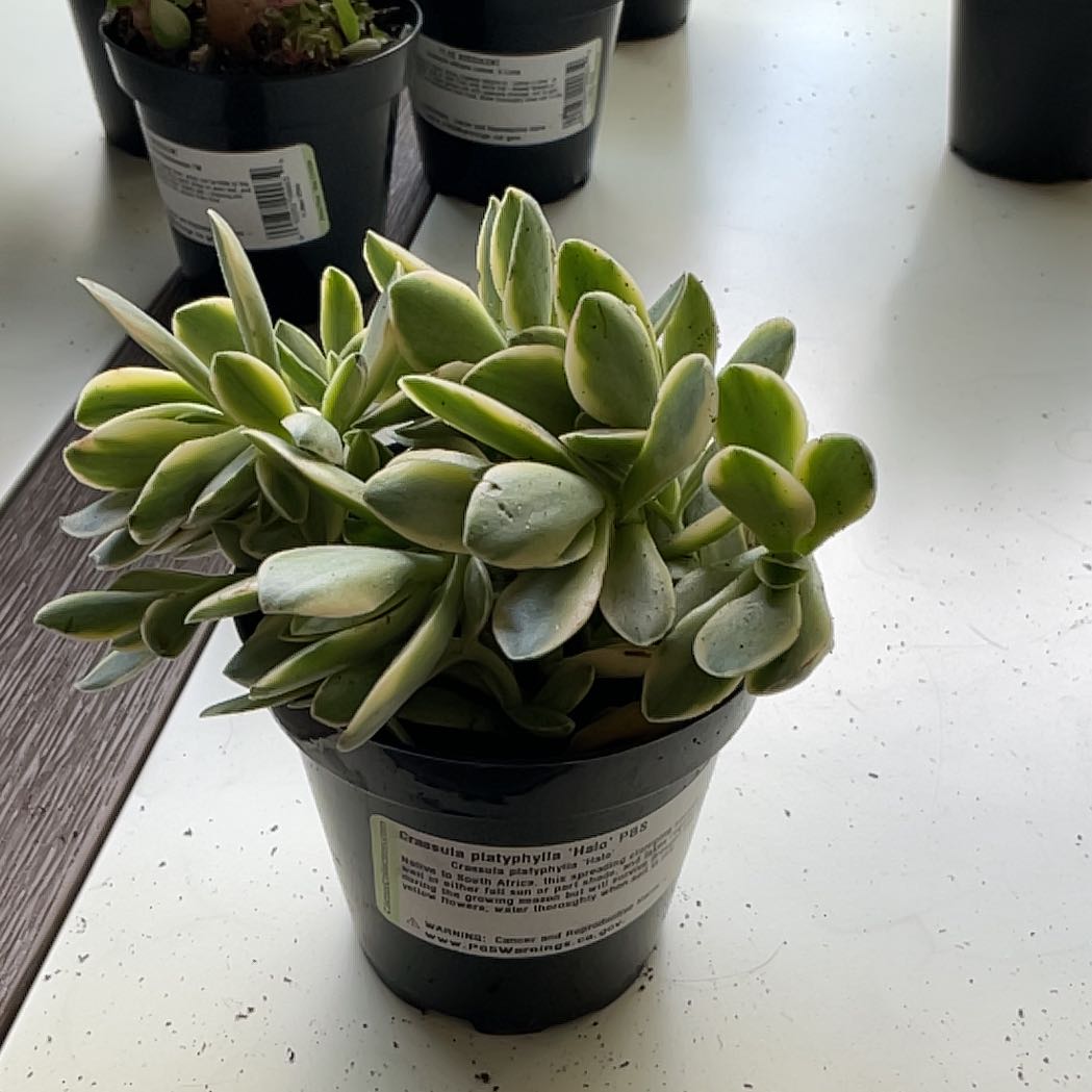 Photo of the plant species Variegated Crassula platyphylla by @ZanySilkvine38 named Harry on Greg, the plant care app