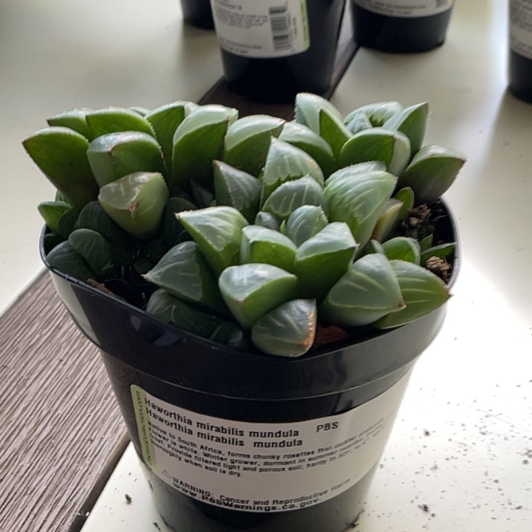 Photo of the plant species Haworthia mirabilis subsp. mundula by @ZanySilkvine38 named Ulysses S Plant on Greg, the plant care app