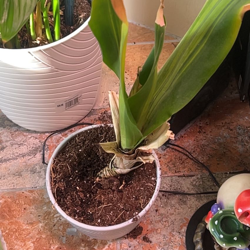 Photo of the plant species Blue-Hyacinth by @ChiefAlmond17 named Planty on Greg, the plant care app