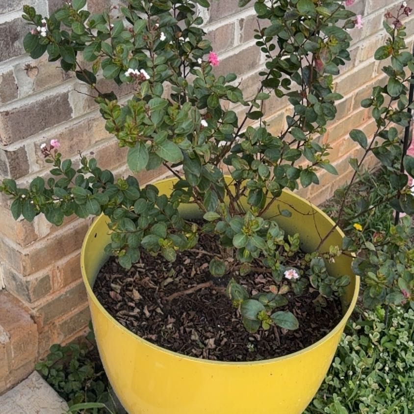 Photo of the plant species Sprawling Wirevine by @HolyNatalplum42 named Hemingway on Greg, the plant care app