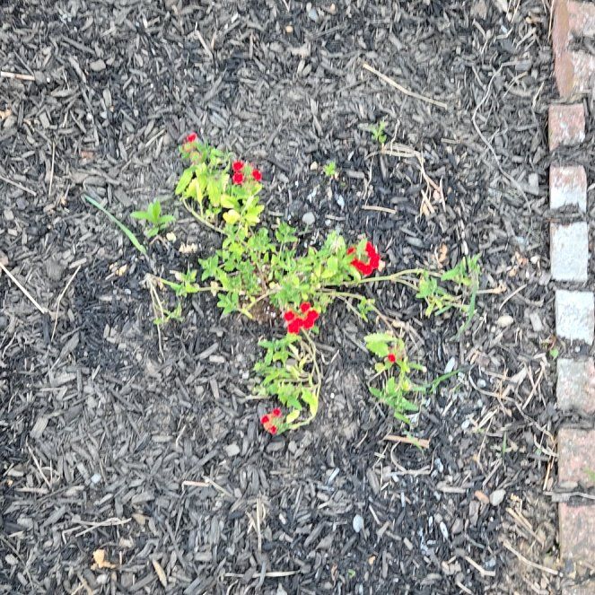 Photo of the plant species Wandflower by @GrowingRuby93 named Taylor Swift on Greg, the plant care app