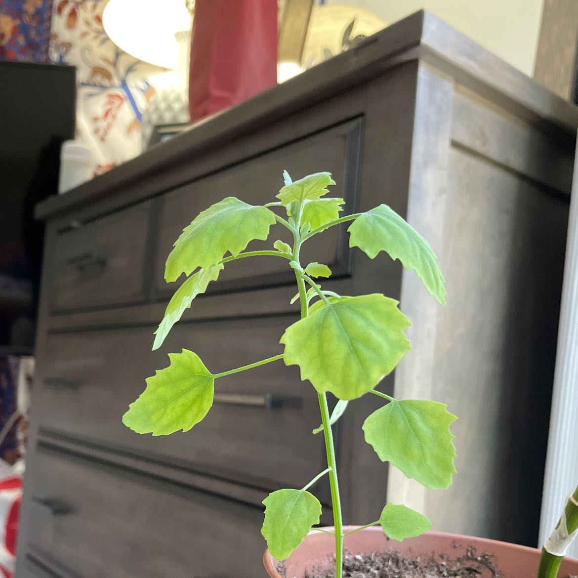 Potted Lateflowering Goosefoot plant indoors with healthy green leaves.
