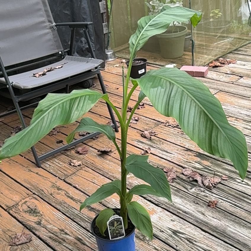 Photo of the plant species Japanese Banana by @ChiefCogongrass named Nanners-chan on Greg, the plant care app