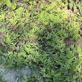 Photo of the plant species Sensitive Fern by @BrotherNapaea26 named Kardashian on Greg, the plant care app