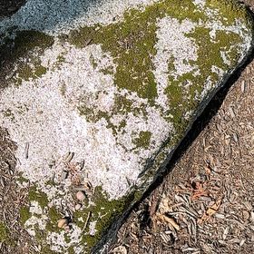 Photo of the plant species White Moss by @BrotherNapaea26 named Bigleef Smalls on Greg, the plant care app